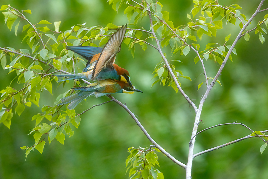 Bienenfresser - Merops apiaster Voegel Bienenfresser Racken Sachsen, Grimma, Muldental,  richter-naturfotografie.de Paarung Balz Brautgeschenk