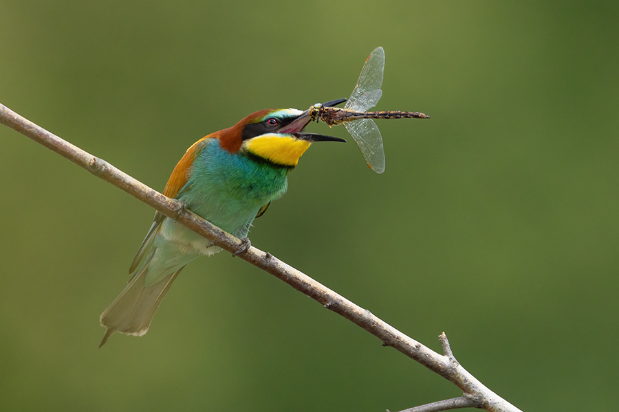 Bienenfresser - Merops apiaster Voegel Bienenfresser Racken Sachsen, Grimma, Muldental,  richter-naturfotografie.de Paarung Balz Brautgeschenk