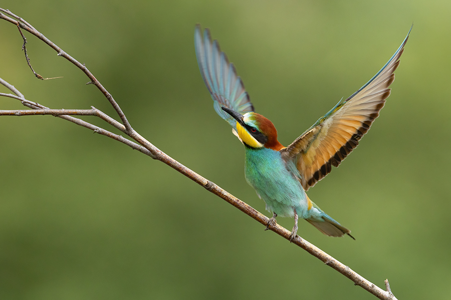 Bienenfresser - Merops apiaster Voegel Bienenfresser Racken Sachsen, Grimma, Muldental,  richter-naturfotografie.de Paarung Balz Brautgeschenk