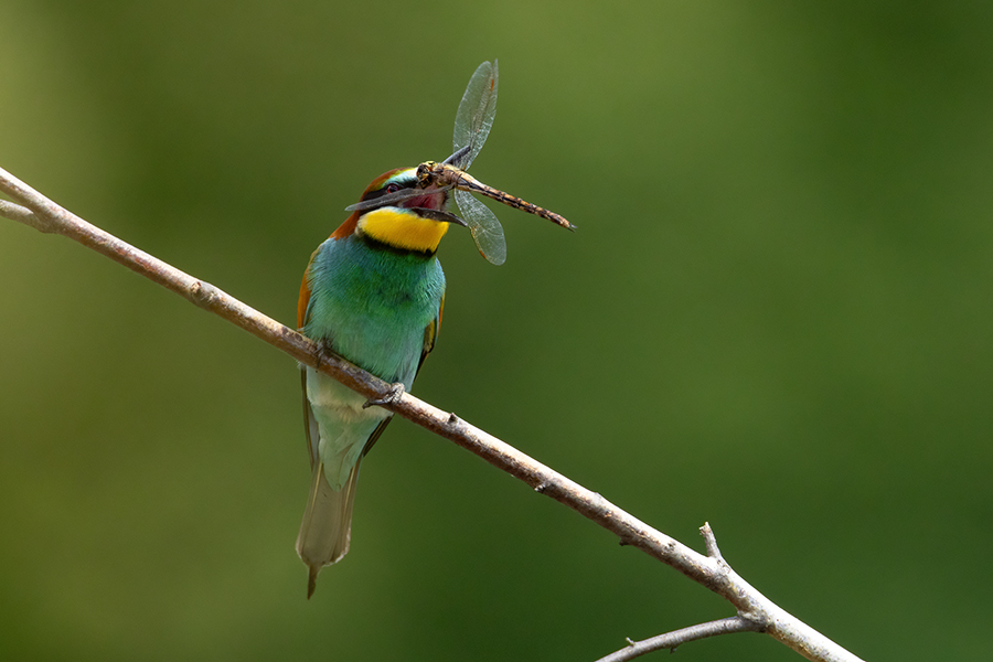 Bienenfresser - Merops apiaster Voegel Bienenfresser Racken Sachsen, Grimma, Muldental,  richter-naturfotografie.de Paarung Balz Brautgeschenk