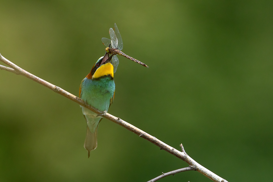Bienenfresser - Merops apiaster Voegel Bienenfresser Racken Sachsen, Grimma, Muldental,  richter-naturfotografie.de Paarung Balz Brautgeschenk