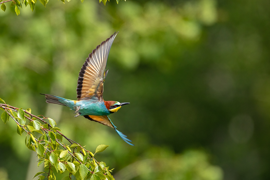 Bienenfresser - Merops apiaster Voegel Bienenfresser Racken Sachsen, Grimma, Muldental,  richter-naturfotografie.de Paarung Balz Brautgeschenk