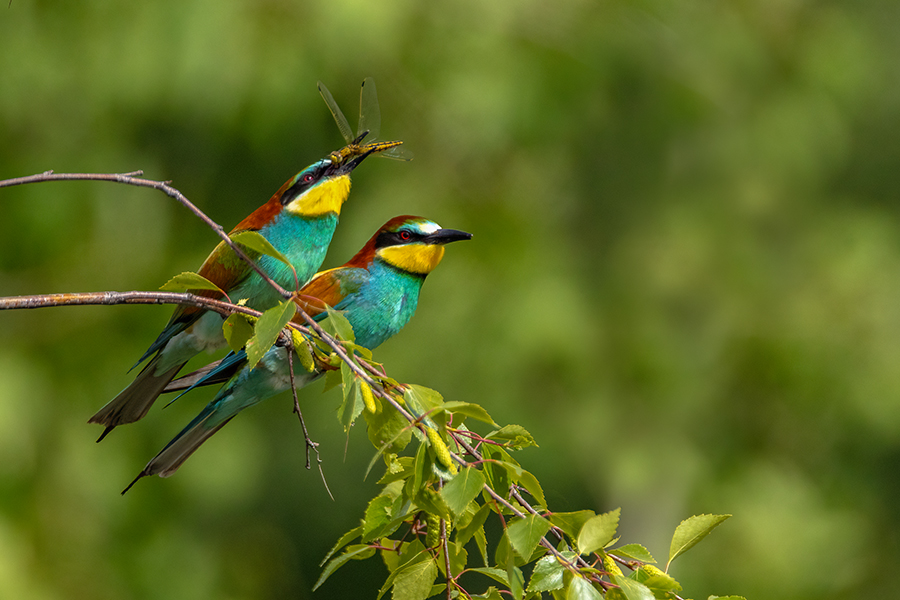 Bienenfresser - Merops apiaster Voegel Bienenfresser Racken Sachsen, Grimma, Muldental,  richter-naturfotografie.de Paarung Balz Brautgeschenk