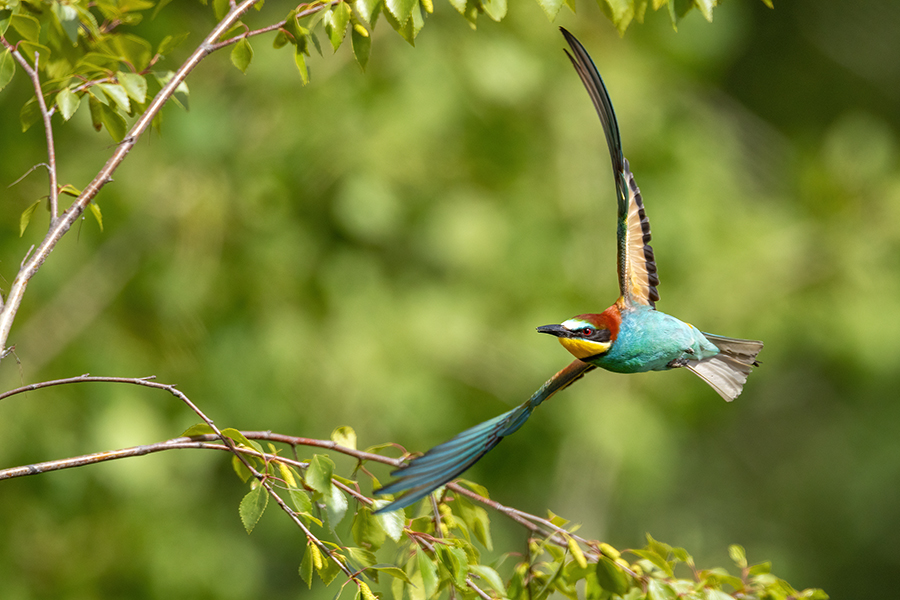 Bienenfresser - Merops apiaster Voegel Bienenfresser Racken Sachsen, Grimma, Muldental,  richter-naturfotografie.de Paarung Balz Brautgeschenk