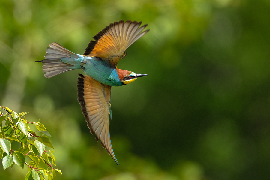 Bienenfresser - Merops apiaster Voegel Bienenfresser Racken Sachsen, Grimma, Muldental,  richter-naturfotografie.de Paarung Balz Brautgeschenk