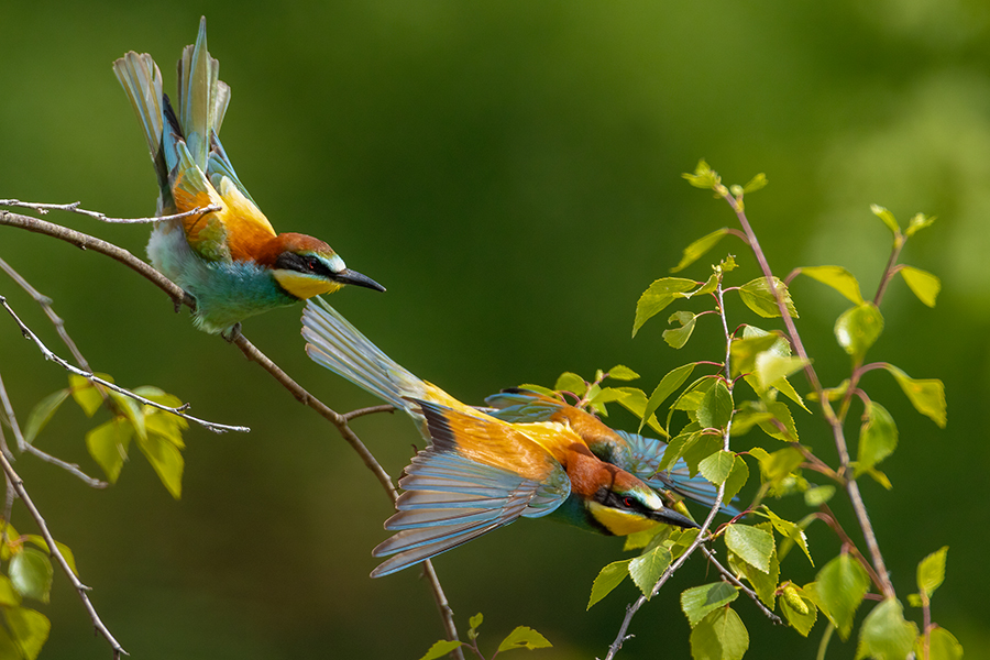 Bienenfresser - Merops apiaster Voegel Bienenfresser Racken Sachsen, Grimma, Muldental,  richter-naturfotografie.de Paarung Balz Brautgeschenk
