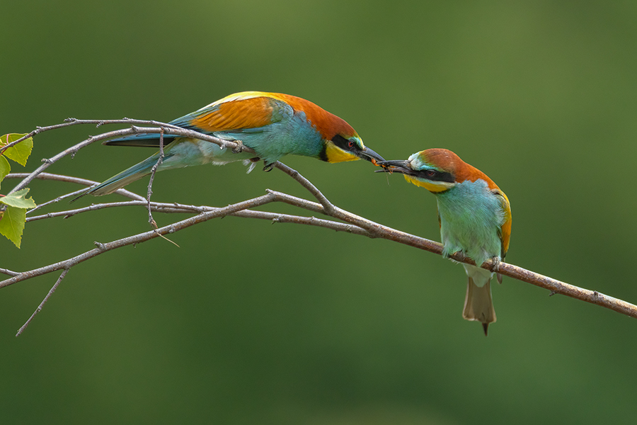 Bienenfresser - Merops apiaster Voegel Bienenfresser Racken Sachsen, Grimma, Muldental,  richter-naturfotografie.de Paarung Balz Brautgeschenk