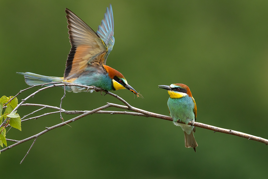 Bienenfresser - Merops apiaster Voegel Bienenfresser Racken Sachsen, Grimma, Muldental,  richter-naturfotografie.de Paarung Balz Brautgeschenk