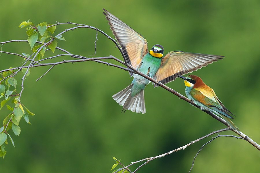 Bienenfresser - Merops apiaster Voegel Bienenfresser Racken Sachsen, Grimma, Muldental,  richter-naturfotografie.de Paarung Balz Brautgeschenk
