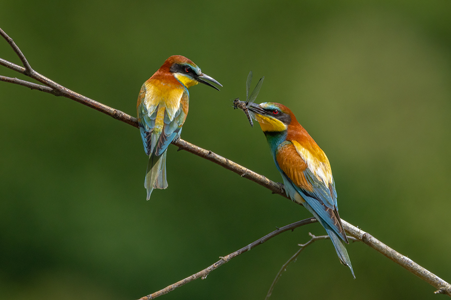 Bienenfresser - Merops apiaster Voegel Bienenfresser Racken Sachsen, Grimma, Muldental,  richter-naturfotografie.de Paarung Balz Brautgeschenk
