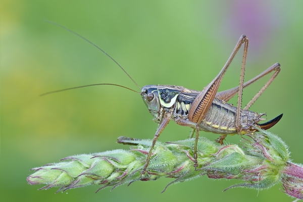 Roesels Beißschrecke - Metrioptera roeselii