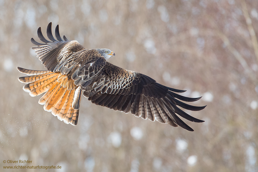 Rotmilan, Milvus milvus, Greifvoegel, Sachsen, Red kite, Habichtartige, Greifvogelartige, Greifvogel, Milvus, Gabelweihe