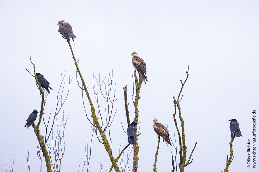 Rotmilan, Milvus milvus, Greifvoegel, Sachsen, Red kite, Habichtartige, Greifvogelartige, Greifvogel, Milvus, Gabelweihe