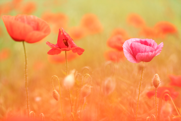 Mohn
