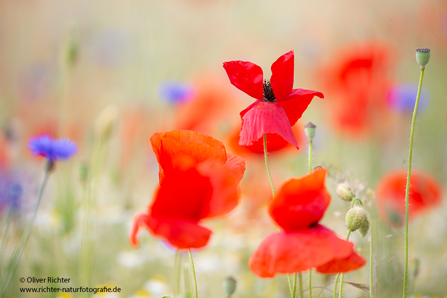 Mohn