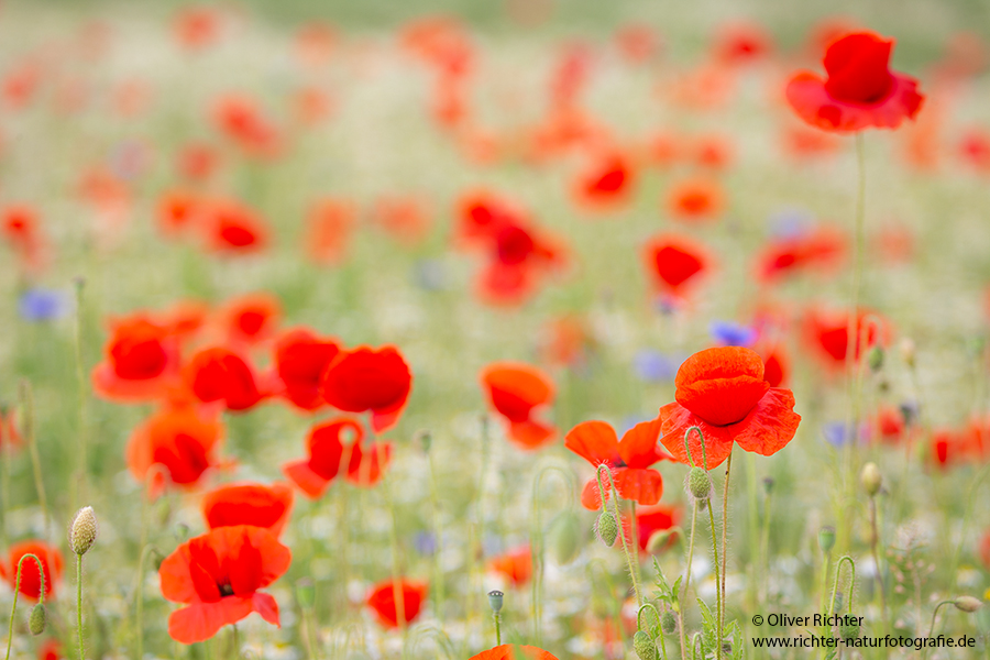 Mohn