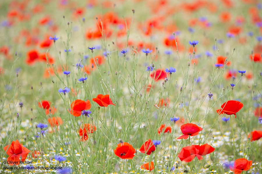 Mohn