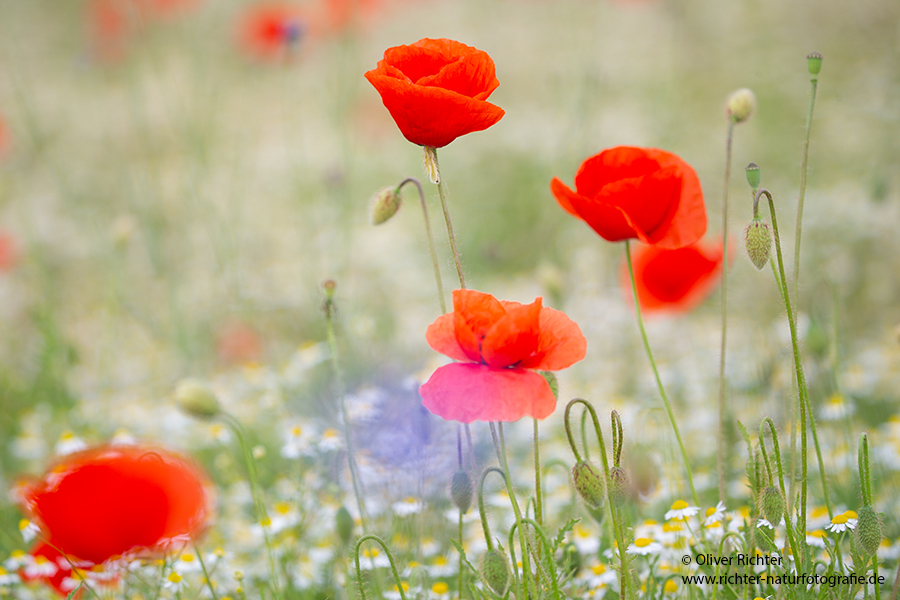 Mohn