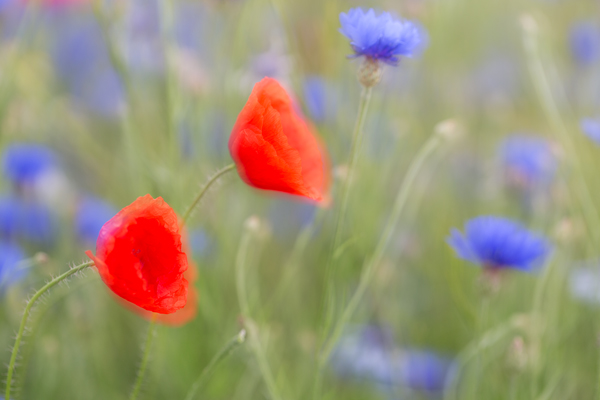 Klatschmohn und Kornblume - Papaver rhoeas, Centaurea cyanus