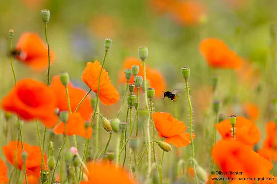 Mohn