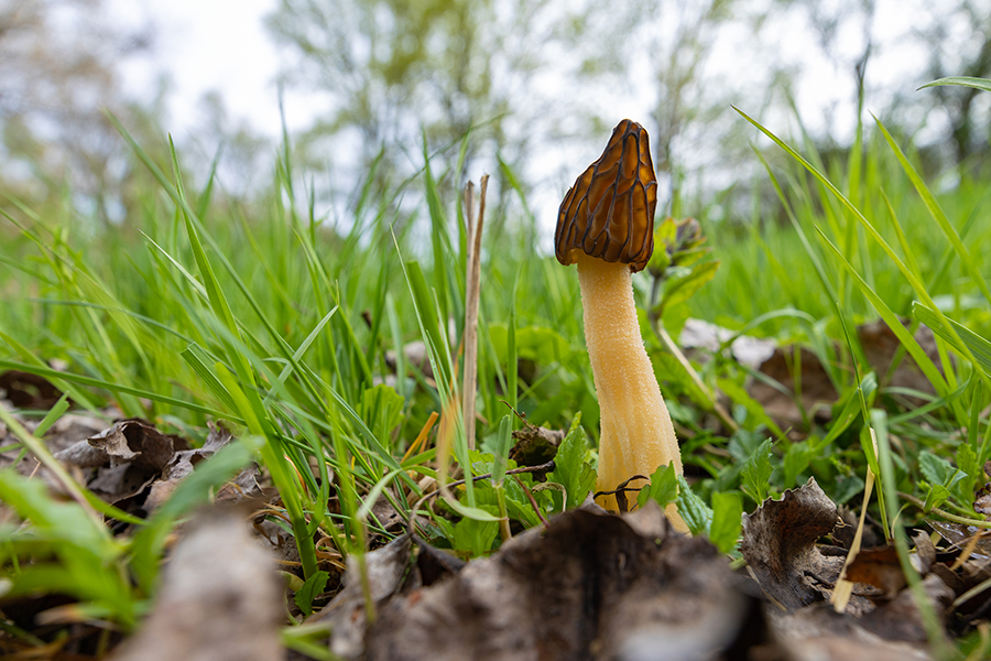 Kaeppchen-Morchel- Morchella semilibera, Syn.: Morchella gigas, Morcheln, Morchel, Grimma, Muldental, richter-naturfotografie.de, Pilze, Sc