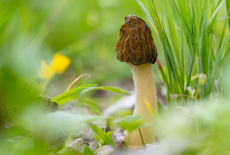 Kaeppchen-Morchel- Morchella semilibera, Syn.: Morchella gigas, Morcheln, Morchel, Grimma, Muldental, richter-naturfotografie.de, Pilze, Sc