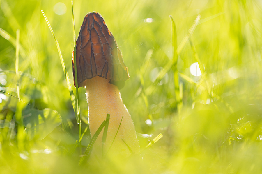 Kaeppchen-Morchel- Morchella semilibera, Syn.: Morchella gigas, Morcheln, Morchel, Grimma, Muldental, richter-naturfotografie.de, Pilze, Sc