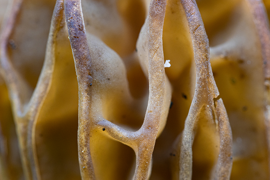 Kaeppchen-Morchel- Morchella semilibera, Syn.: Morchella gigas, Morcheln, Morchel, Grimma, Muldental, richter-naturfotografie.de, Pilze, Sc