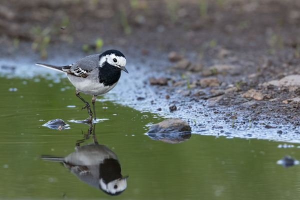 Bachstelze - Motacilla alba Muldental Sachsen Grimma, Stelzen, 