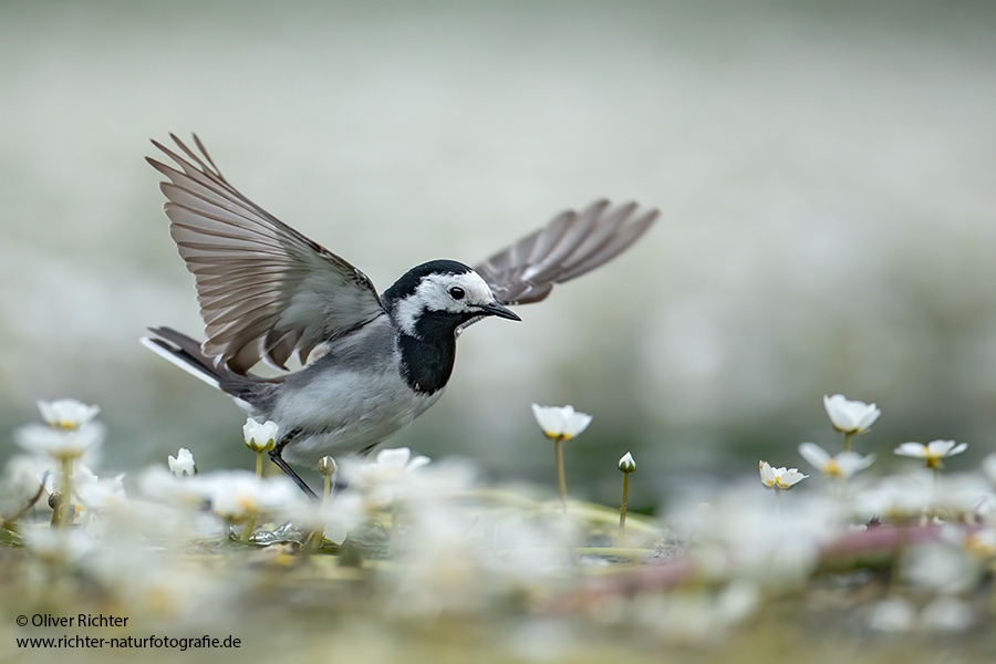 Bachstelze - Motacilla alba Muldental Sachsen Grimma, Stelzen, 