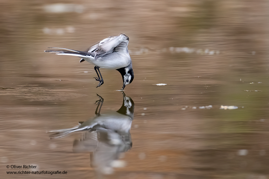 Bachstelze - Motacilla alba Muldental Sachsen Grimma, Stelzen, Bachstelze fängt Wintermücke