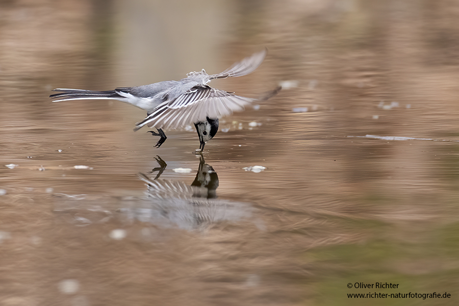 Bachstelze - Motacilla alba Muldental Sachsen Grimma, Stelzen, Bachstelze fängt Wintermücke