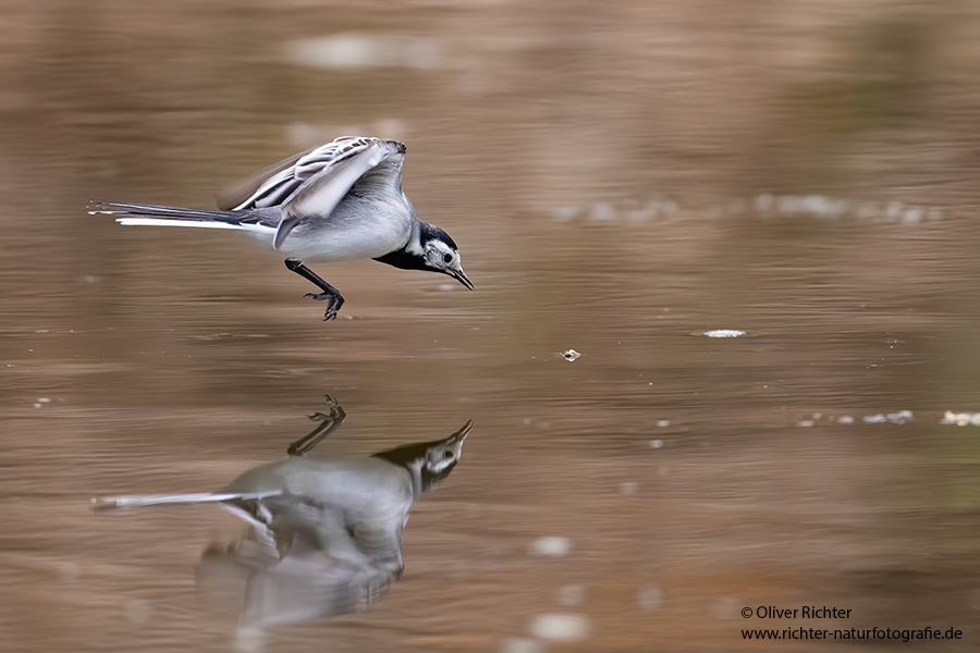 Bachstelze - Motacilla alba Muldental Sachsen Grimma, Stelzen, Bachstelze fängt Wintermücke