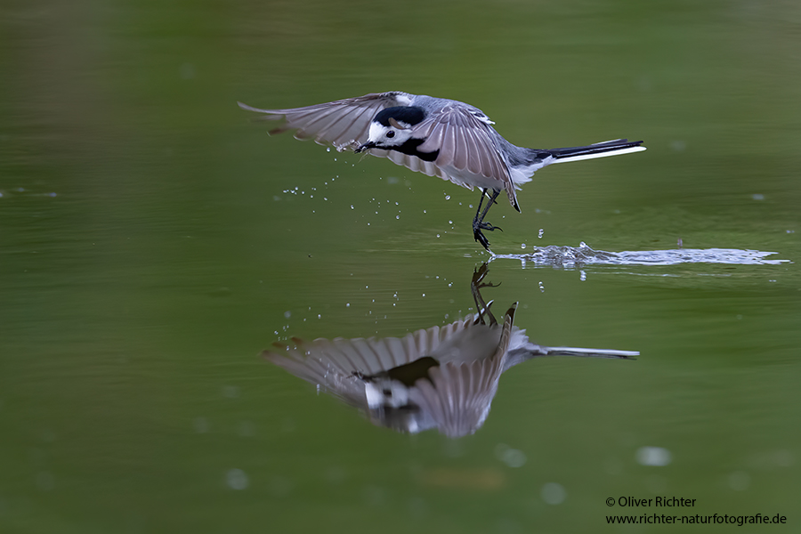 Bachstelze - Motacilla alba Muldental Sachsen Grimma, Stelzen, Bachstelze fängt Wintermücke