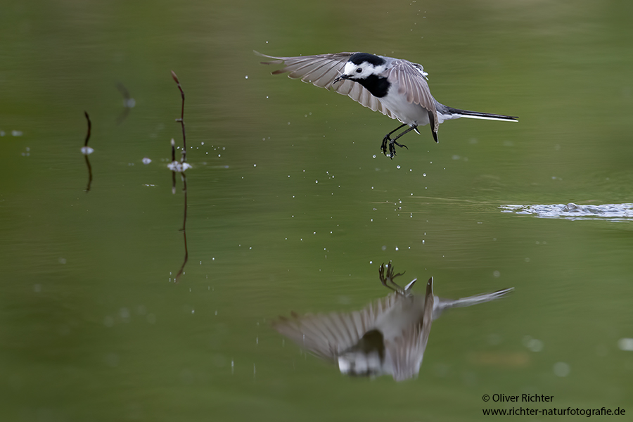Bachstelze - Motacilla alba Muldental Sachsen Grimma, Stelzen, Bachstelze fängt Wintermücke
