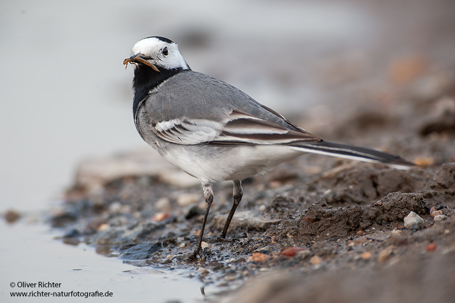 Bachstelze - Motacilla alba Muldental Sachsen Grimma, Stelzen, Bachstelze fängt Wintermücke