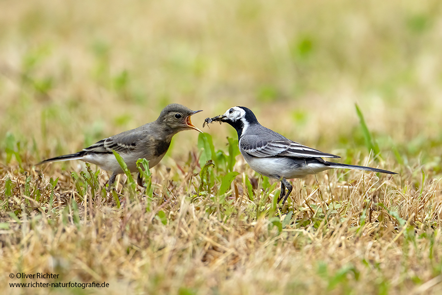 Bachstelze - Motacilla alba Muldental Sachsen Grimma, Stelzen, Bachstelze fängt Wintermücke