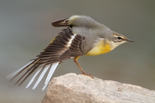 Gebirgsstelze - Motacilla cinerea Weibchen Singvoegel Voegel Pieper Stelzen Sachsen 