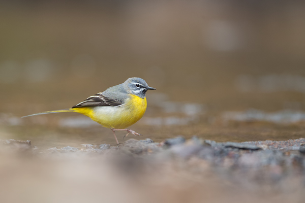Gebirgsstelze - Motacilla cinerea Weibchen Singvoegel Voegel Pieper Stelzen Sachsen 