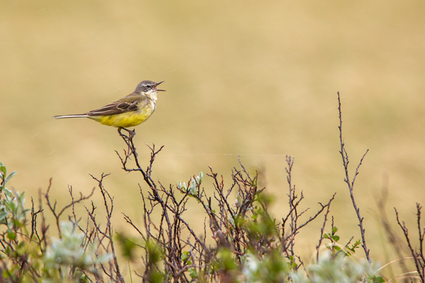 Nordische Schafstelze, Grey-headed Wagtail, Motacilla flava thunbergi, Stelzen, Motacillidae, Stelzen und Pieper, Motacilla, Singvoegel, Norwegen
