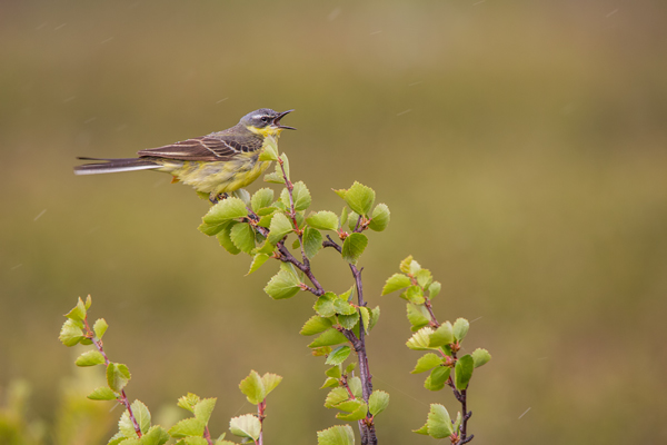 Nordische Schafstelze, Grey-headed Wagtail, Motacilla flava thunbergi, Stelzen, Motacillidae, Stelzen und Pieper, Motacilla, Singvoegel, Norwegen