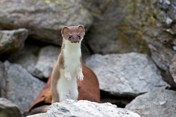 Hermelin - Mustela erminea (Großes Wiesel, Kurzschwanzwiesel)  Wallis - Verbiere Mont-Fort-Hütte