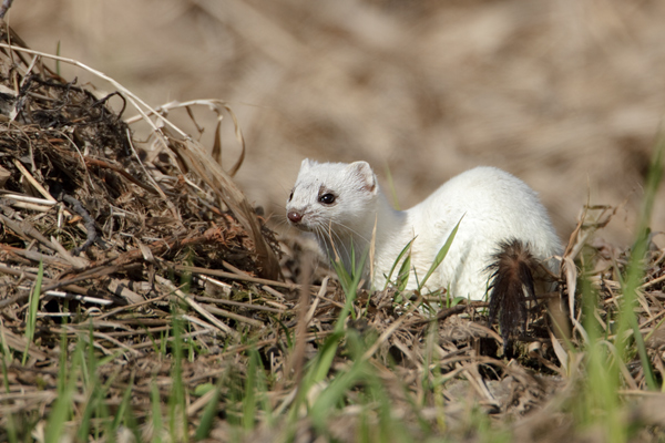 Hermelin - Mustela erminea Grosses_wiesel, Hermelin, Hundeartige, Kurzschwanzwiesel, Marder, Mustela, Sachsen