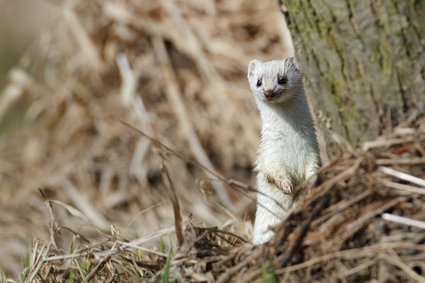Hermelin - Mustela erminea Grosses_wiesel, Hermelin, Hundeartige, Kurzschwanzwiesel, Marder, Mustela, Sachsen