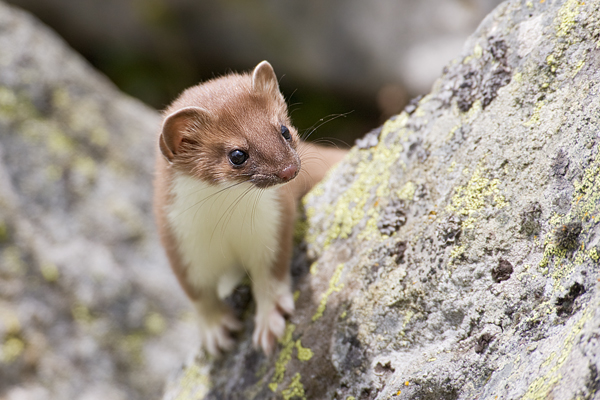 Hermelin - Mustela erminea Grosses_wiesel, Hermelin, Hundeartige, Kurzschwanzwiesel, Marder, Mustela, Wallis Schweiz