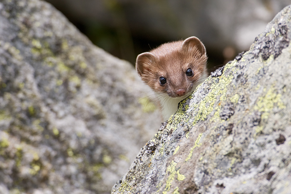 Hermelin - Mustela erminea Grosses_wiesel, Hermelin, Hundeartige, Kurzschwanzwiesel, Marder, Mustela, Wallis Schweiz