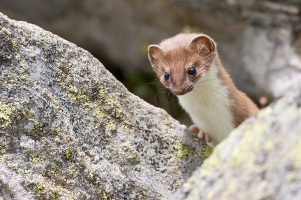 Hermelin - Mustela erminea Grosses_wiesel, Hermelin, Hundeartige, Kurzschwanzwiesel, Marder, Mustela, Wallis Schweiz
