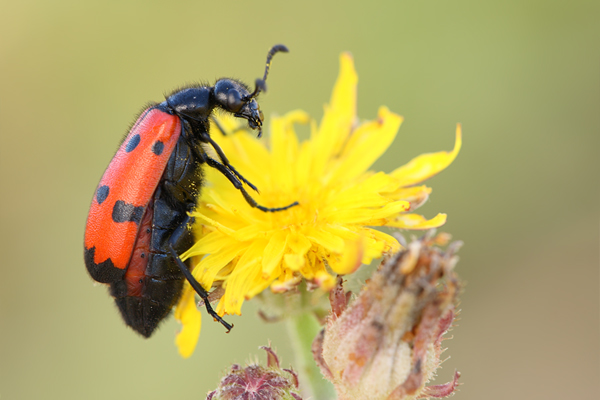 Vierpunktiger Oelkäfer - Mylabris quadripunctata