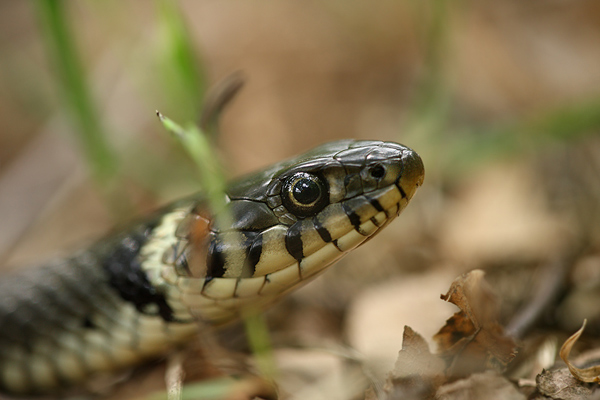 Ringelnatter - Natrix natrix