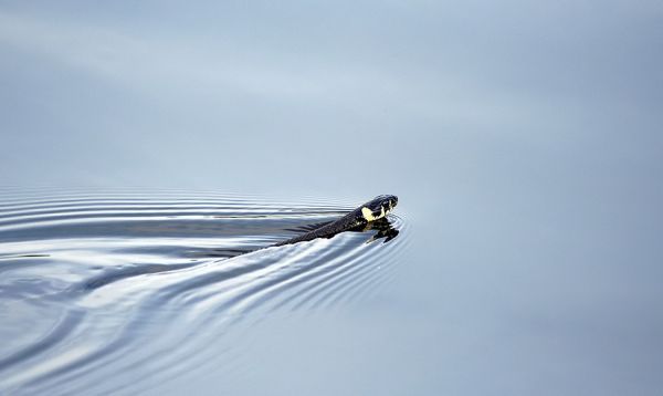 Ringelnatter - Natrix natrix